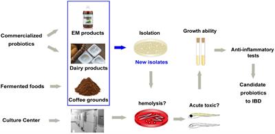 A Rapid Screening Method of Candidate Probiotics for Inflammatory Bowel Diseases and the Anti-inflammatory Effect of the Selected Strain Bacillus smithii XY1